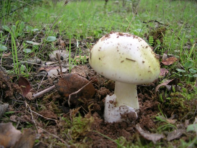 Amanita phalloides